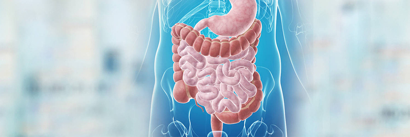 gastroenteroloji-web