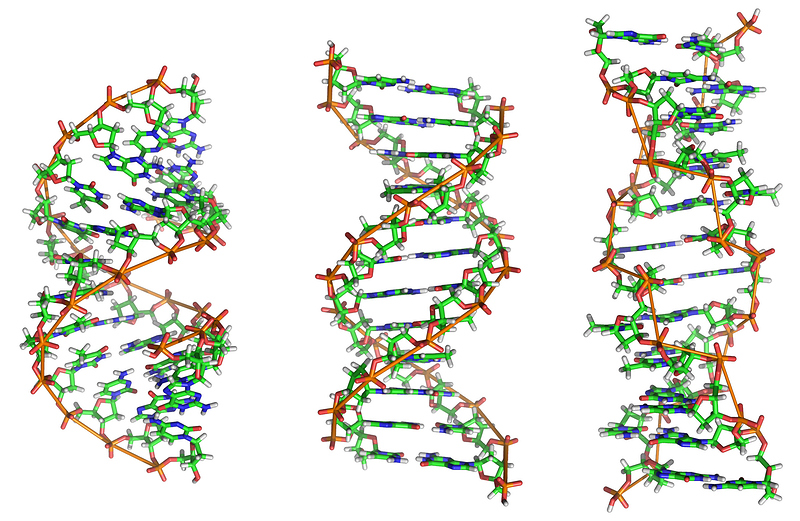 A-DNA,_B-DNA_and_Z-DNA