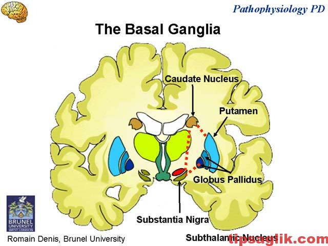 basal_ganglia_besindestekleri
