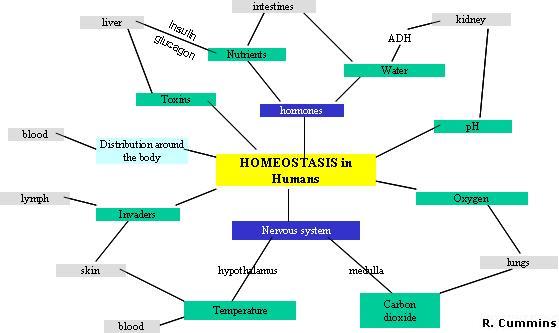 30 - Homeostasis Humans