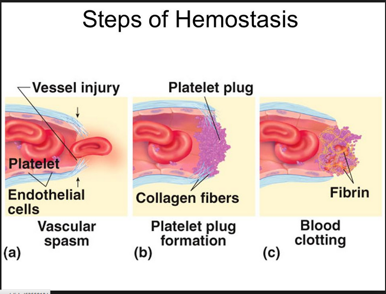steps-of-hemostasis