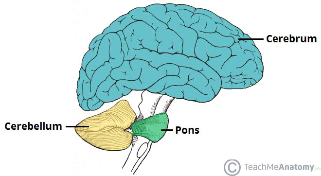 Anatomical-Position-Cerebellum