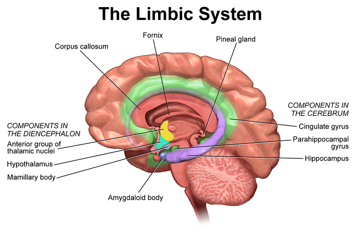 blausen_0614_limbicsystem