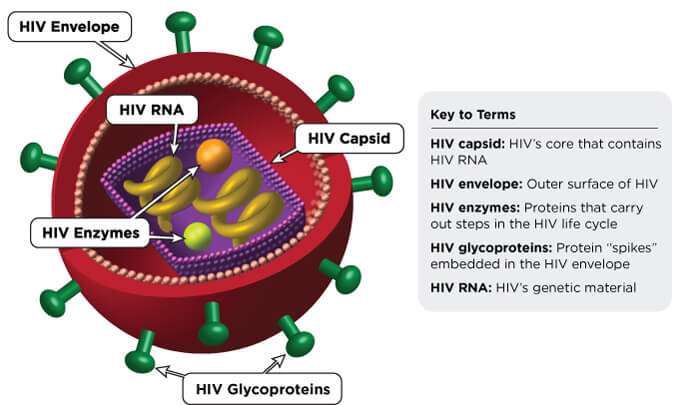 HIV-virus-03-Updated