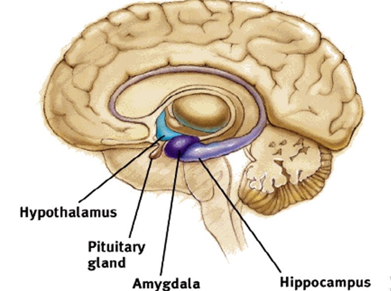 beyin-anatomisi