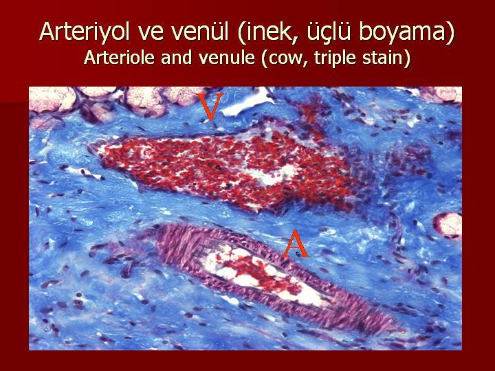 Arteriyöl-ve-Venül