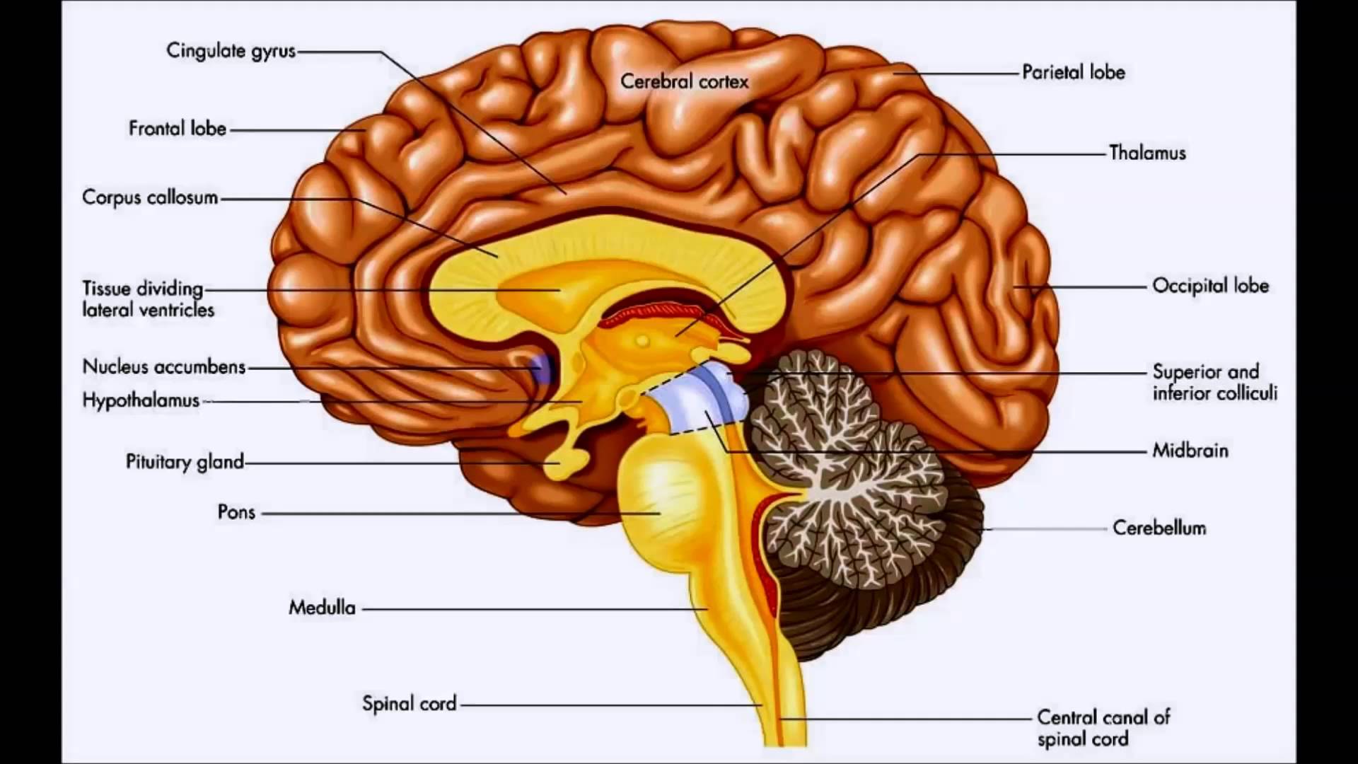 Brain structure. Bosh Miya. Кортекс головной мозг. Структура мозга. Гипоталамус.