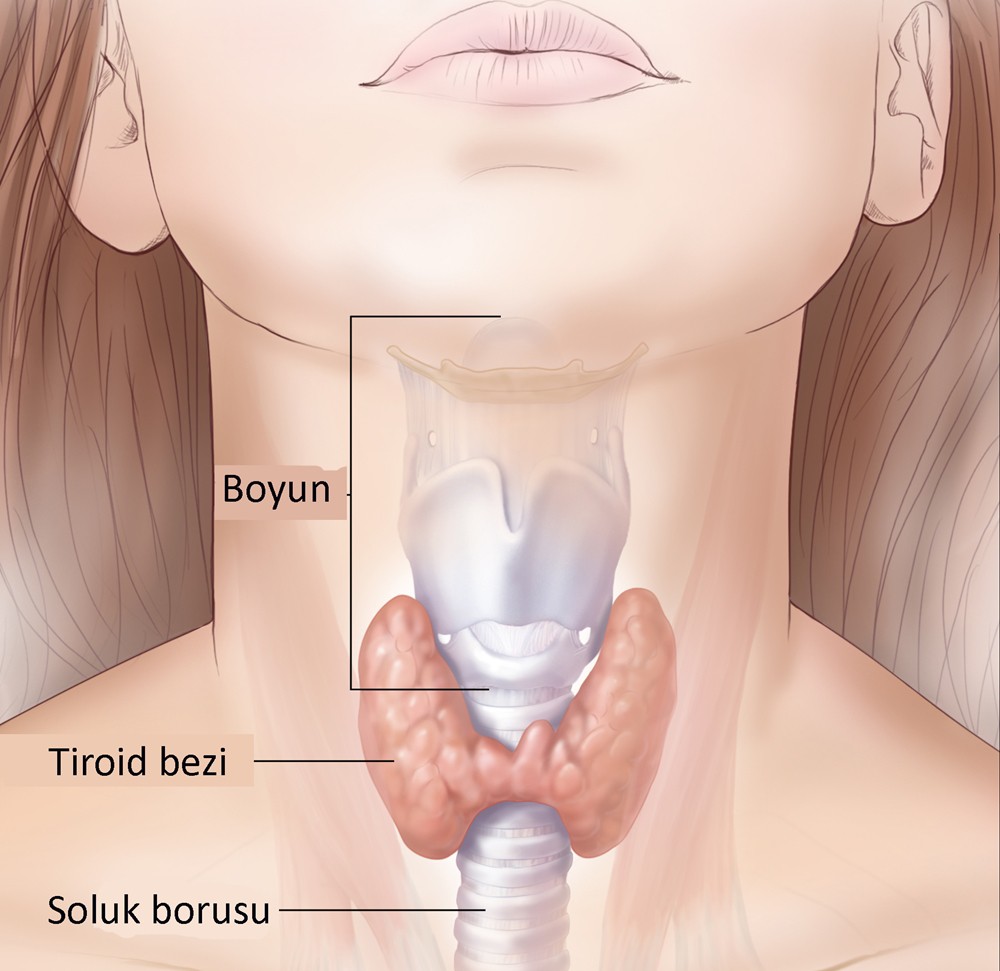 tiroid-bezi
